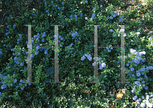 Picture of Ceanothus x 'Joyce Coulter'