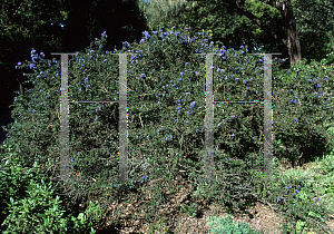 Picture of Ceanothus x 'Julia Phelps'