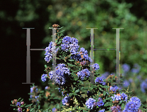 Picture of Ceanothus x 'Julia Phelps'