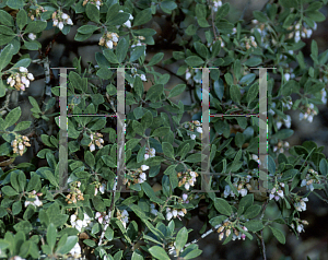 Picture of Arctostaphylos hookeri ssp. franciscana 