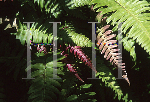 Picture of Blechnum occidentale 