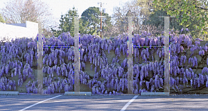 Picture of Wisteria sinensis 