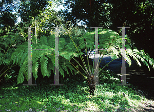 Picture of Cyathea cooperi 