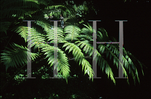 Picture of Cyathea cooperi 