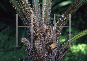 Picture of Cyathea cooperi 