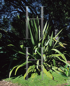 Picture of Doryanthes palmeri 