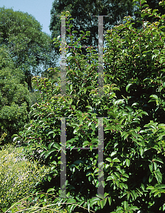 Picture of Prunus lusitanica 