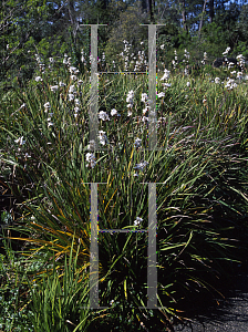 Picture of Libertia formosa 