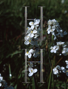 Picture of Libertia formosa 