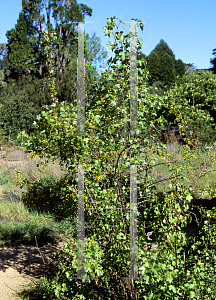 Picture of Ribes aureum var. gracillimum 