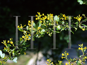 Picture of Ribes aureum var. gracillimum 