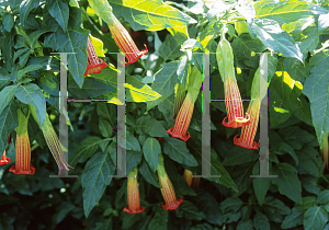 Picture of Brugmansia  'Inca Queen'