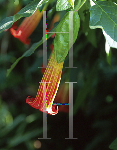 Picture of Brugmansia  'Inca Queen'