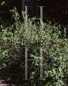 Picture of Abutilon megapotamicum 