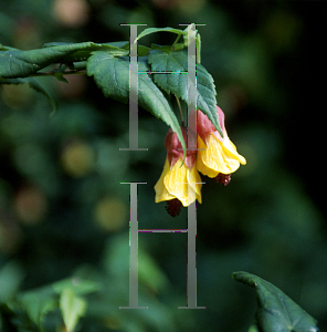 Picture of Abutilon megapotamicum 'Super'