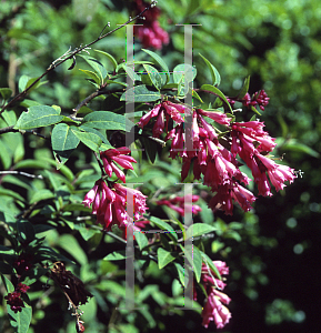 Picture of Cestrum elegans var. smithii 