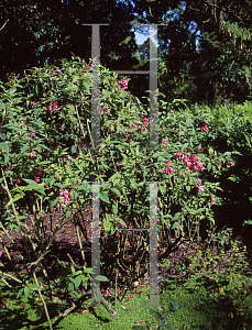 Picture of Cestrum elegans var. smithii 