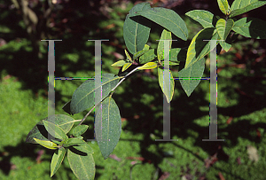 Picture of Cestrum elegans var. smithii 