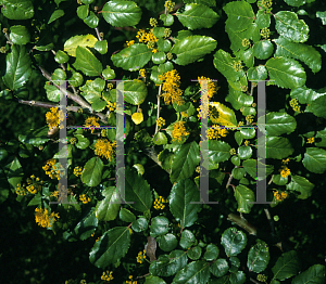 Picture of Azara serrata 