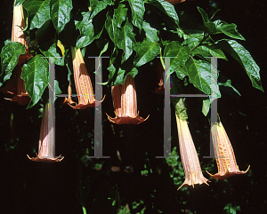 Picture of Brugmansia vulcaniola 