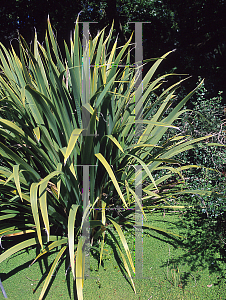 Picture of Dietes robinsoniana 