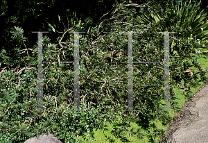 Picture of Callistemon speciosus 