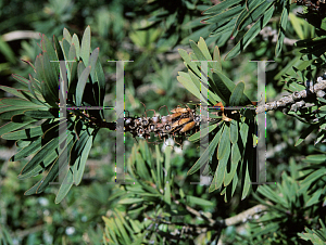 Picture of Callistemon speciosus 