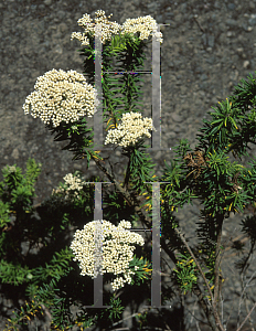 Picture of Ozothamnus diosmifolius 