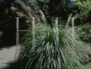 Picture of Cortaderia toetoe 