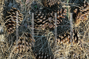 Picture of Pinus ponderosa 