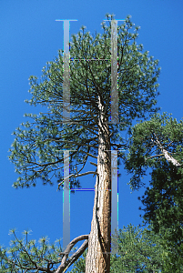 Picture of Pinus ponderosa 