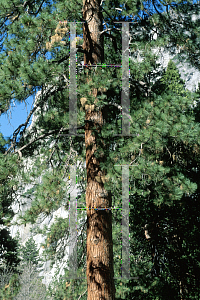 Picture of Pinus jeffreyi 