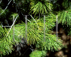 Picture of Pinus lambertiana 