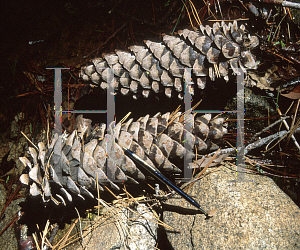 Picture of Pinus lambertiana 