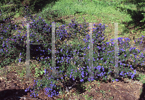 Picture of Ceanothus papillosus var. roweanus 'Gerda Isenberg'