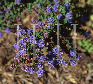 Picture of Ceanothus papillosus var. roweanus 'Gerda Isenberg'