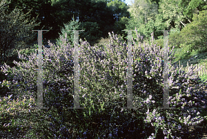 Picture of Ceanothus x 'Blue Jeans'