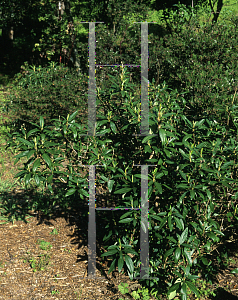 Picture of Carpenteria californica 