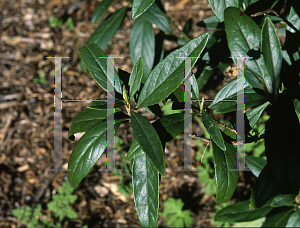 Picture of Carpenteria californica 