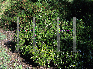 Picture of Arctostaphylos hookeri 'Wayside'