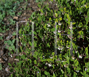 Picture of Arctostaphylos hookeri 'Wayside'