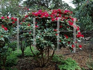 Picture of Rhododendron x 'Noyo Chief'