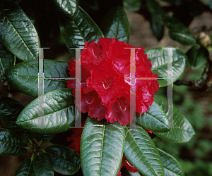 Picture of Rhododendron x 'Noyo Chief'