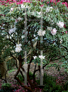 Picture of Rhododendron x loderi 'King George'