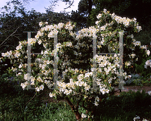 Picture of Rhododendron dendricola 