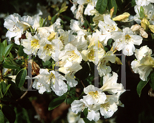 Picture of Rhododendron dendricola 
