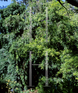 Picture of Podocarpus salignus 