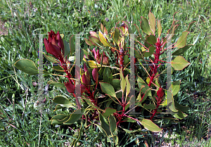 Picture of Protea cynaroides 