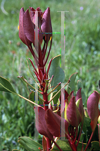 Picture of Protea cynaroides 