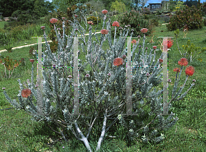 Picture of Leucospermum reflexum 'Shooting Rocket'